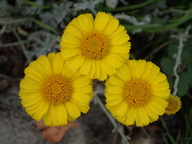 Baileya multiradiata