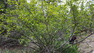 Betula occidentalis
