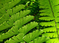 Adiantum aleuticum