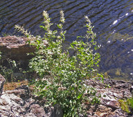 Aruncus dioicus var. acuminatus