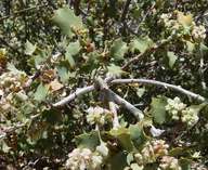 Quercus john-tuckeri