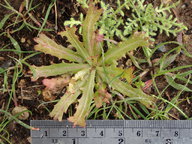 Hypochaeris glabra