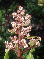 Rhus integrifolia