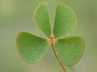 Marsilea vestita ssp. vestita