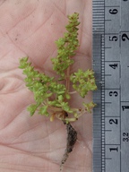 Crassula aquatica