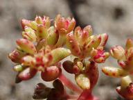 Crassula connata