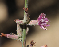 Stephanomeria cichoriacea