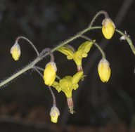 Vancouveria chrysantha