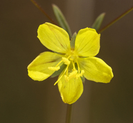 Hesperolinon serpentinum