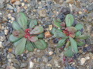 Limonium duriusculum