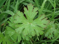 Geranium carolinianum