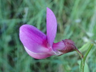 Lathyrus vestitus