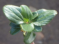 Ceanothus oliganthus var. oliganthus