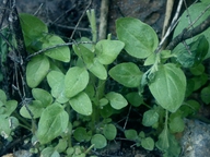 Parietaria hespera