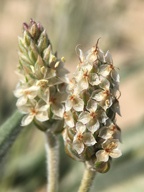 Plantago ovata var. fastigiata