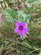Erodium texanum