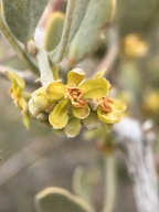 Simmondsia chinensis