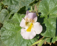 Proboscidea louisianica ssp. louisianica