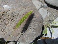 Setaria viridis