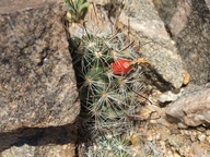 Mammillaria tetrancistra - Calflora