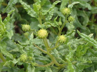 Bahiopsis laciniata