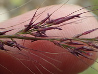 Muhlenbergia microsperma