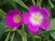 Calandrinia menziesii