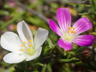Calandrinia menziesii