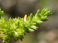 Crassula tillaea