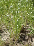Cryptantha muricata var. jonesii