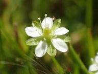 Sagina decumbens ssp. occidentalis