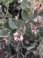 Arctostaphylos nissenana