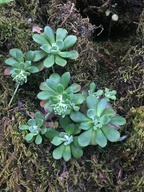 Sedum spathulifolium