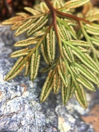 Aspidotis densa