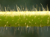 Cryptantha intermedia