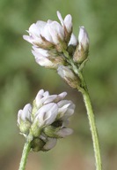 Astragalus gambelianus