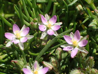 Spergularia bocconi
