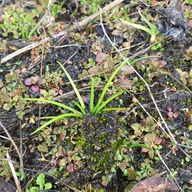 Isoetes nuttallii