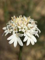 Chaenactis fremontii