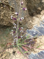 Streptanthus insignis ssp. insignis