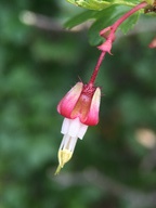 Ribes californicum var. californicum