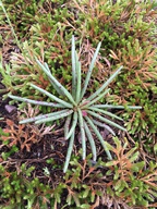Lewisia rediviva var. rediviva