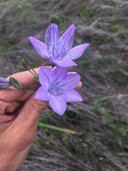 Triteleia laxa