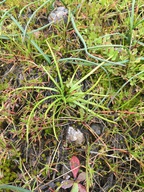 Isoetes nuttallii
