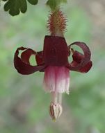 Ribes amarum