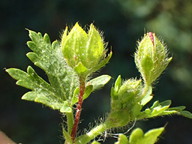 Modiola caroliniana
