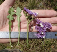 Limonium sinuatum