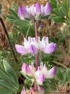 Lupinus microcarpus