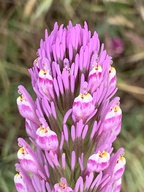 Castilleja exserta ssp. exserta
