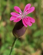 Petrorhagia dubia